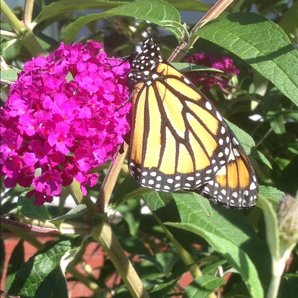 Meet your Posher, Shannon - Picture 1 of 1